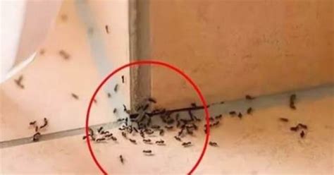 家裡出現很多螞蟻